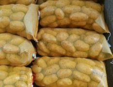 通许土豆有荷兰十五，质量优，价格低