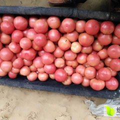 禹城山东刘昌6月以色列西红柿