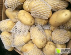 广州江南市场代销全国荷兰十五土豆