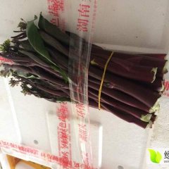 广州江南果蔬批发市场代销红菜苔