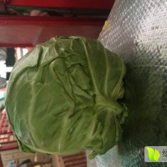 广州市江南果蔬代销全国各地中甘21甘蓝