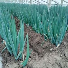 安丘铁杆大葱上市了，大棚葱产量高