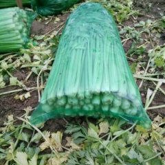 中牟万亩陈付强2月玻璃翠芹菜