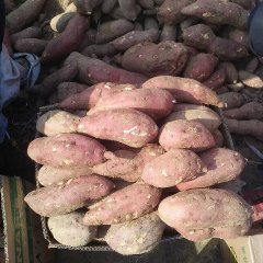 2017临沭红薯苏八红皮红心，土质特殊