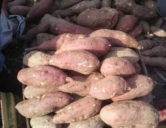2017临沭红薯苏八红皮红心，土质特殊