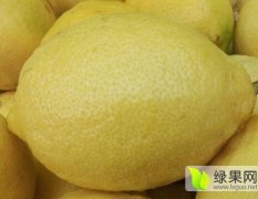 云南普洱澜沧县种植的有机黄柠檬