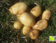 云南弥勒300亩丽薯6号新土豆3月中旬采挖上市