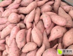 2017开封县红薯现在订货有惊喜