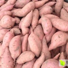 2017开封县红薯现在订货有惊喜