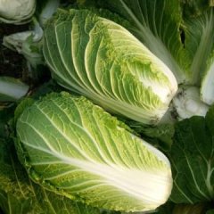 湖北嘉鱼韩国黄心白菜大量上市