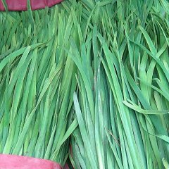 清丰韭菜火爆招商中,河南刘志铎诚信合作