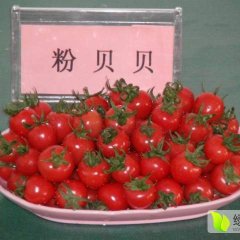 千娇圣女果，番茄中佼佼者