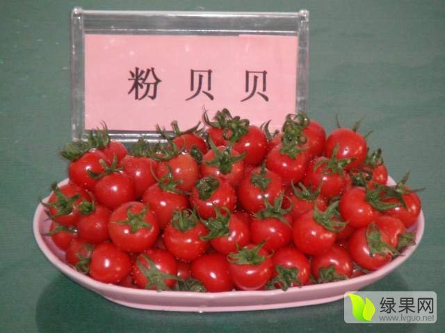 2017年山东济阳粉贝贝价格