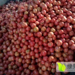 费县西红柿著名品种山东范学民诚信合作