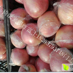 近日运城整体冷库大量放货看货议价