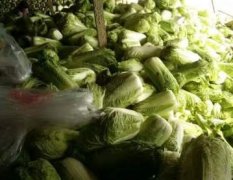 2017昌黎新集镇有着二十多年的白菜种植经验