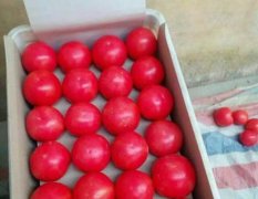 费县本地西红柿大量上市，物美价廉