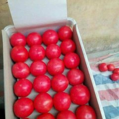 费县本地西红柿大量上市，物美价廉