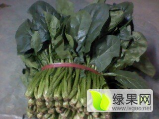 2017年山东金乡大叶菠菜价格