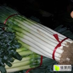 山东聊城本市场常年供应大量优质铁杆大葱