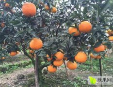 四川简阳大雅柑柑橘类长势旺盛