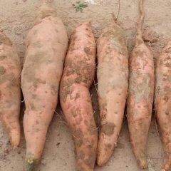 大量地瓜出售价格合理，有需要的新老客户联系