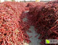 山西忻州劳改农场大量干辣椒出售