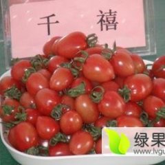 2017莘县西红柿 粉贝贝【樱桃西红柿】