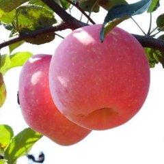 临猗七级镇张彩丽红富士苹果 服务第一，专车接