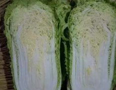 昌黎白菜價(jià)格行情平穩(wěn),新集梁嬌誠(chéng)信合作
