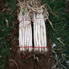 章丘大葱，牙葱已大量上市