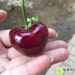 大连大樱桃 瓦房店大樱桃 得利寺大樱桃 2017