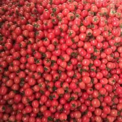 圣女果香瓜甜瓜第一镇鸿源诚信代办中心