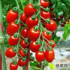 2017 圣女果已上市果蔬第一镇欢迎您