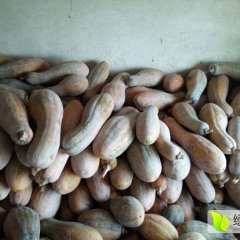 江西九江县密本南瓜 真诚合作，共谋商机