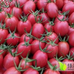 海南省陵水县光坡镇圣女果价格