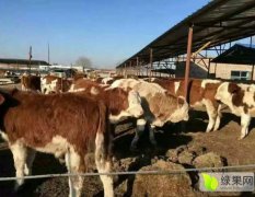 忻州市五台山养殖场出售肉牛