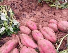 山东临沭本人常年代理收购红薯，质量优