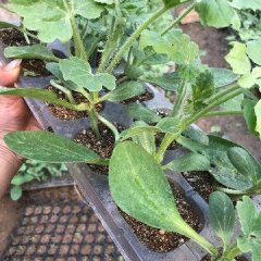 青州大量供应西瓜苗，4叶一心