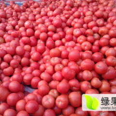 徐州大量供应粉红西红柿 高原型，硬度高