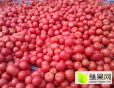 徐州大量供应粉红西红柿 高原型，硬度高