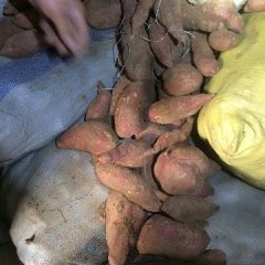 湖北宜城大量地窖红薯出售！要货的抓紧了