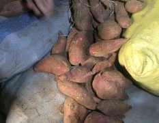 湖北宜城大量地窖红薯出售！要货的抓紧了