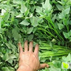 2017夏津红、黄皮苏薯8号，一代龙九