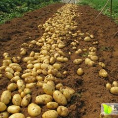 夏邑郭庄荷兰十五土豆品种齐全，质量好