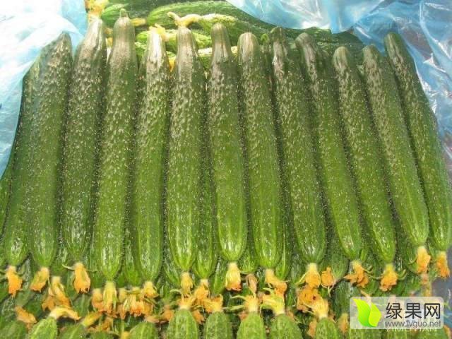 2017年辽宁凌源德瑞特721黄瓜价格