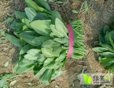 春季邯郸永年小叶菠菜现在大量上市