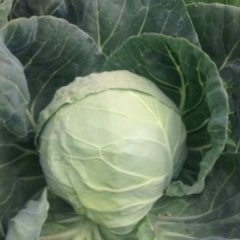 预售：5月份代收河北唐山玉田甘蓝 大头菜