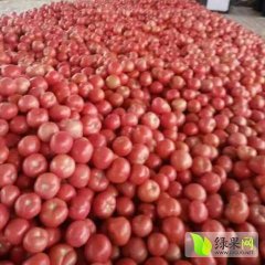 费县西红柿 诚邀全国各地的客户钱来