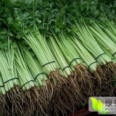 聊城芹菜、上海青、已大量上市于集崔庆祥诚信合作